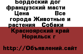 Бордоский дог ( французский масти)  › Цена ­ 50 000 - Все города Животные и растения » Собаки   . Красноярский край,Норильск г.